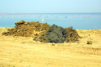 Inquinamento dei mitili del Golfo di Trieste: Greenaction Transnational si rivolge alla Commissione Europea. A rischio la salute dei consumatori europei.